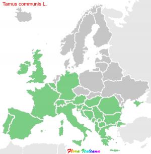 Tamus communis L.
